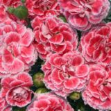 landscaping ideas Ottawa Dianthus coral reef
