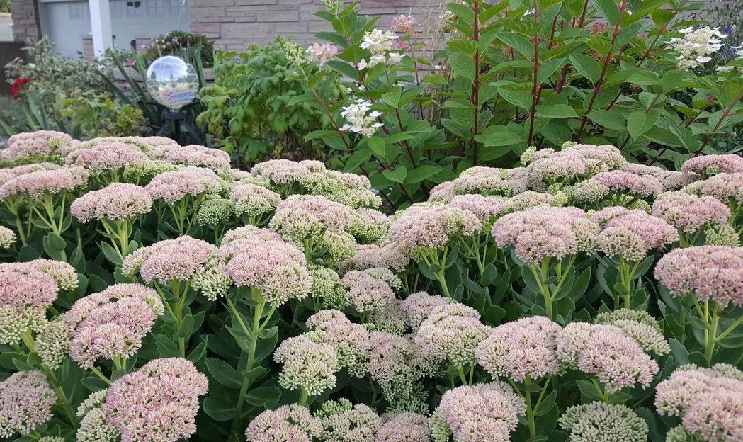 gardening tips sedum Ottawa garden