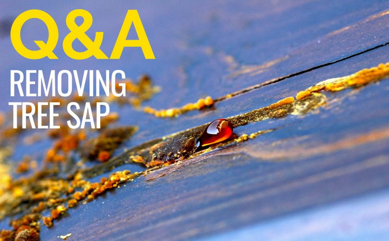 tree sap Steve Maxwell home improvement advice