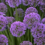 GAR gardening trends allium