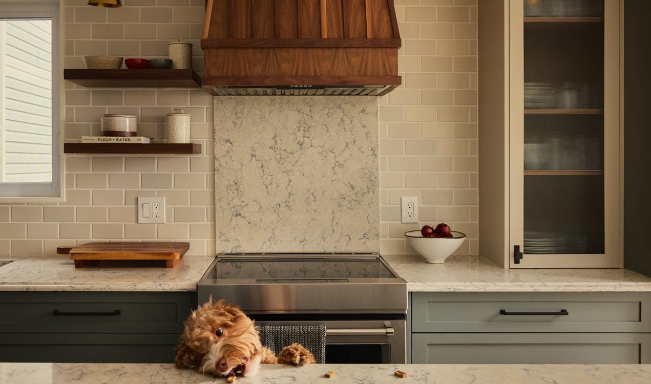 suite spot design dog photo kitchen