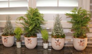 Homes for the Holidays Flowers Talk Tivoli Christmas decorating miniature trees
