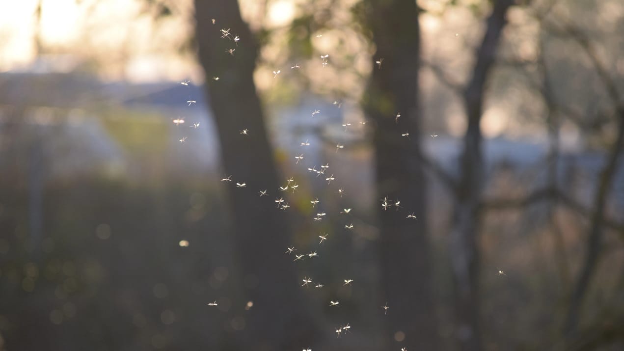 gnats swarm steve maxwell how to get rid of infestation