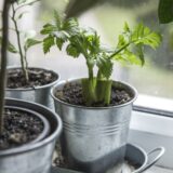 GAR gardening trends herbs