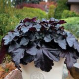 GAR gardening trends heuchera