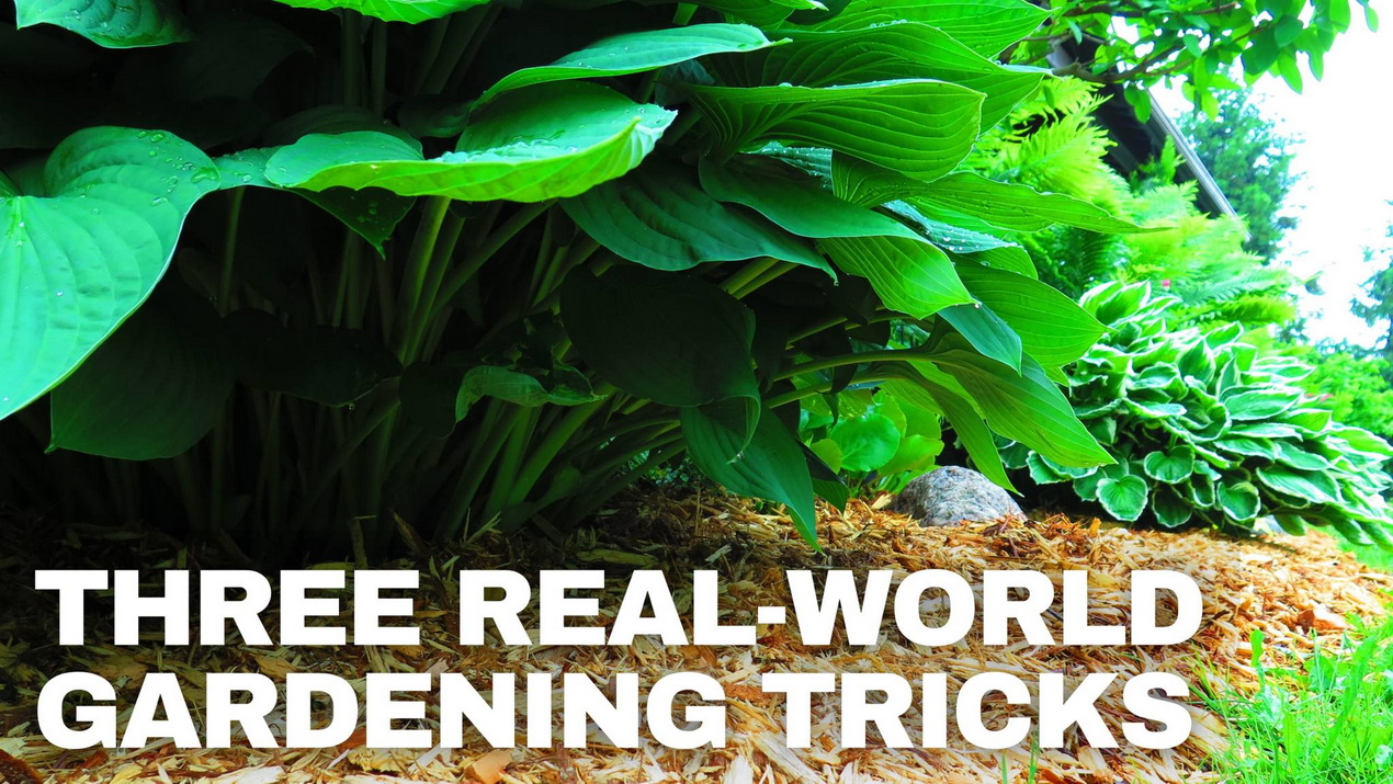 steve maxwell gardening tricks