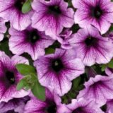 GAR gardening trends petunia