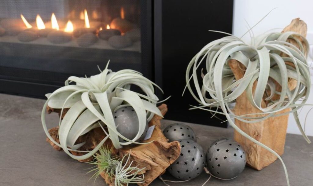 Homes for the Holidays Flowers Talk Tivoli Christmas decorating succulents air plants