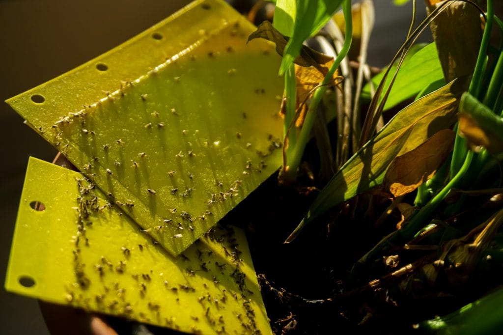 gnats fungus sticky paper house plants steve maxwell